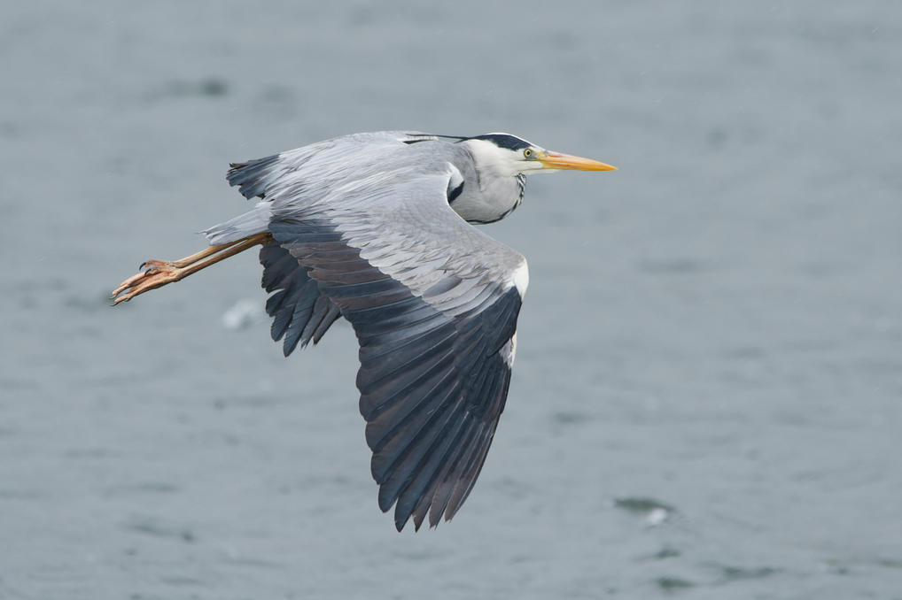 Photo of Grey Heron